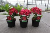 Гортензия крупнолистная (Hydrangea macrophylla AB Green Shadow Noble) C3,6